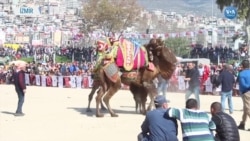 Deve Güreşleri: Bir Yörük Geleneği