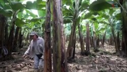 Բանանի պլանտացիաներ և ֆերմաներ` Գուայաքիլում: Էկվադորն աշխարհում բանանի ամենամեծ արտահանողն է, սակայն ոլորտը տուժել է