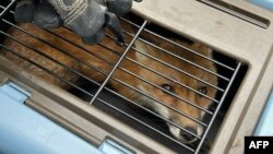 A red fox looks out from a crate after being captured by DC animal control outside the U.S. Capitol in Washington, in this handout photo taken and released by U.S. Capitol Police on April 5, 2022.