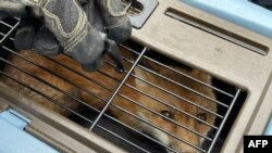 A red fox looks out from a crate after being captured by DC animal control outside the U.S. Capitol in Washington, in this handout photo taken and released by U.S. Capitol Police on April 5, 2022.