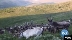 馴鹿與傳統：蒙古年輕人希望保住游牧文化