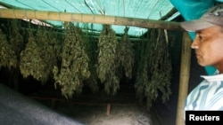 Jose Toconas, 45, shows the drying marijuana plants grown out at his home in the mountains of Tacueyo, Cauca, Colombia, Feb. 10, 2016.