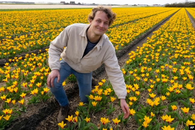 Allan Visser, a third-generation tulip farmer, is interviewed about Theo the robot, in Noordwijkerhout, Netherlands, Tuesday, March 19, 2024. (AP Photo/Peter Dejong)