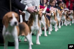 Beagles line up in the competition ring during the Westminster Kennel Club dog show, Feb. 10, 2014, in New York.