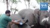 Inde: découverte de 18 dépouilles d'éléphants, a priori morts foudroyés