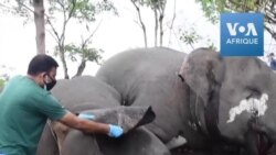 Inde: découverte de 18 dépouilles d'éléphants, a priori morts foudroyés