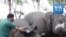 Inde: découverte de 18 dépouilles d'éléphants, a priori morts foudroyés