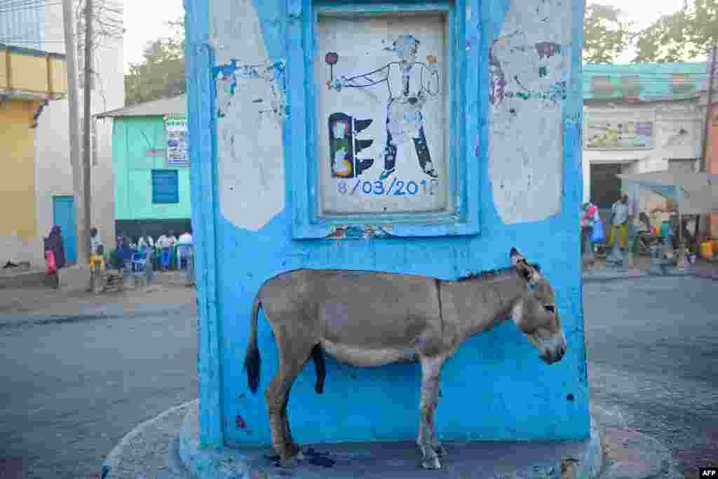 Seekor keledai beristirahat di sebuah bundaran jalan di kota Baidoa, barat laut Mogadishu, Somalia.