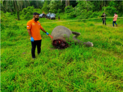 Bangkai gajah Sumatera yang ditemukan mati dengan kondisi tanpa kepala di Desa Jambo Reuhat, Kecamatan Banda Alam, Kabupaten Aceh Timur, Aceh. Minggu 12 Juli 2021. (Courtesy Humas Polres Aceh Timur)
