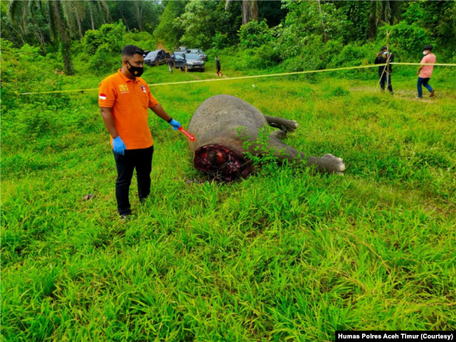 Bangkai gajah Sumatera yang ditemukan mati dengan kondisi tanpa kepala di Desa Jambo Reuhat, Kecamatan Banda Alam, Kabupaten Aceh Timur, Aceh. Minggu 12 Juli 2021. (Courtesy Humas Polres Aceh Timur)