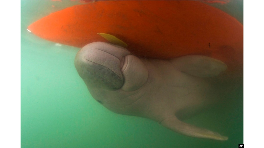 Biologists In Thailand Care For Baby Dugong