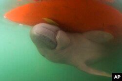 In this Thursday, May 23, 2019, photo, Marium, an estimated 5-month-old female dugong baby separated from her mother, swims under a boat hull near the Libong island, in Trang province, southern Thailand. (Sirachai Arunrugstichai via AP)