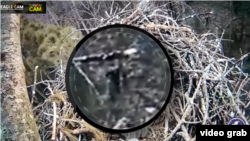 A video purporting to show Bigfoot in a Michigan forest has surfaced reigniting an interest in the mythical creature.
