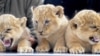 October 19: Lion triplet cubs Asali, Simba and Nala, from left. The lions were born six weeks ago. (AP Photo/Nigel Treblin)