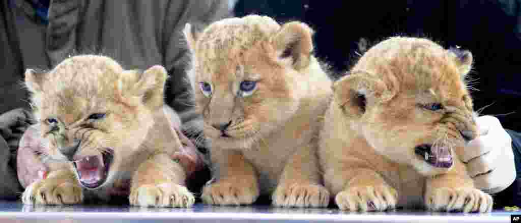 October 19: Lion triplet cubs Asali, Simba and Nala, from left. The lions were born six weeks ago. (AP Photo/Nigel Treblin)