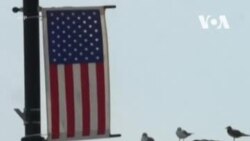 Соколы против чаек