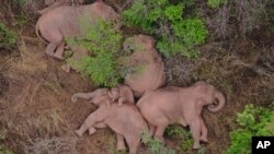 In this aerial photo taken June 7, 2021 and released by the Yunnan Forest Fire Brigade, a migrating herd of elephants rests near Xinyang Township in Jinning District of Kunming city in southwestern China's Yunnan Province. (Yunnan Forest Fire Brigade via AP)