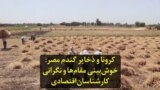 کرونا و ذخایر گندم مصر: خوش‌بینی مقام‌ها و نگرانی کارشناسان اقتصادی