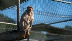A rhesus macaque at Tulane National Primate Research Center, May 14, 2021 (REUTERS/Kathleen Flynn)