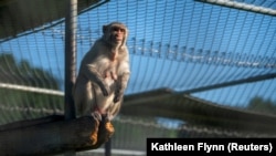 Një majmun i llojit 'rhesus macaque' në Qendrën Kombëtare për Kërkime, 14 maj 2021 (REUTERS/Kathleen Flynn)