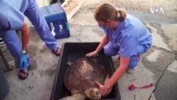 CONNECT Sea Turtle Hospital -- USAGM
