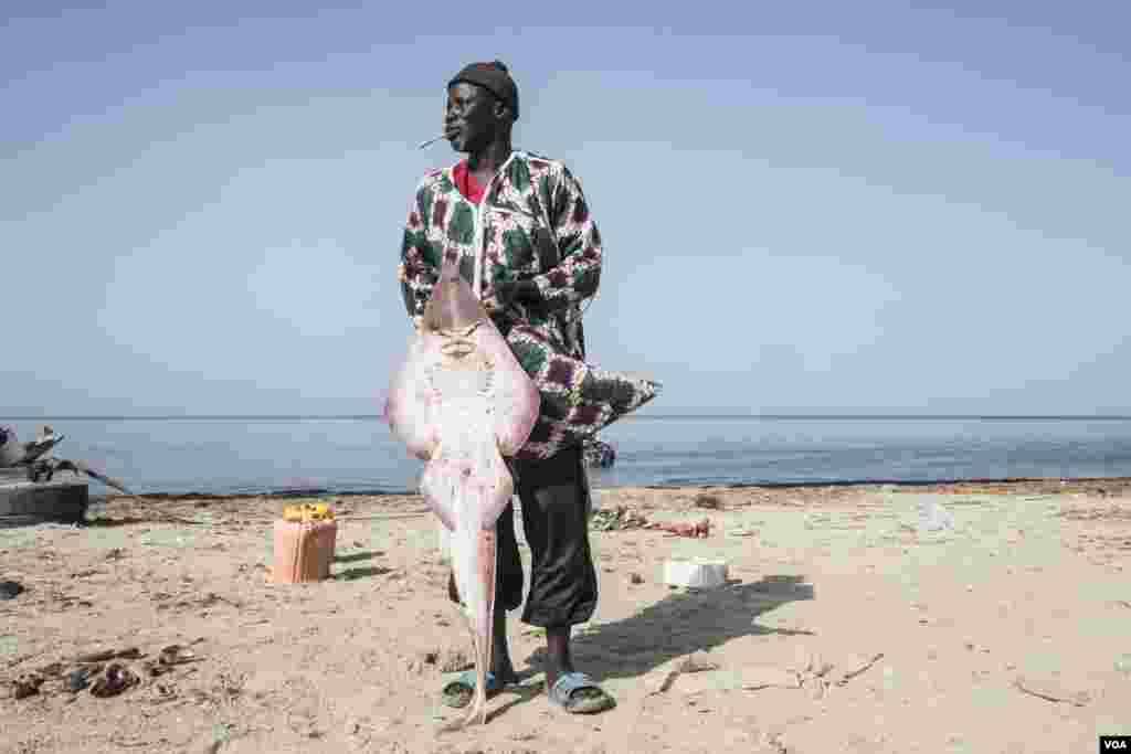 Mamadou Ba poses for a portrait with a &quot;guitar&quot; ray. He calls the others electric rays. He has been cutting, drying and selling rays for decades. Joal, Senegal, May 30, 2017. (R. Shryock/VOA)