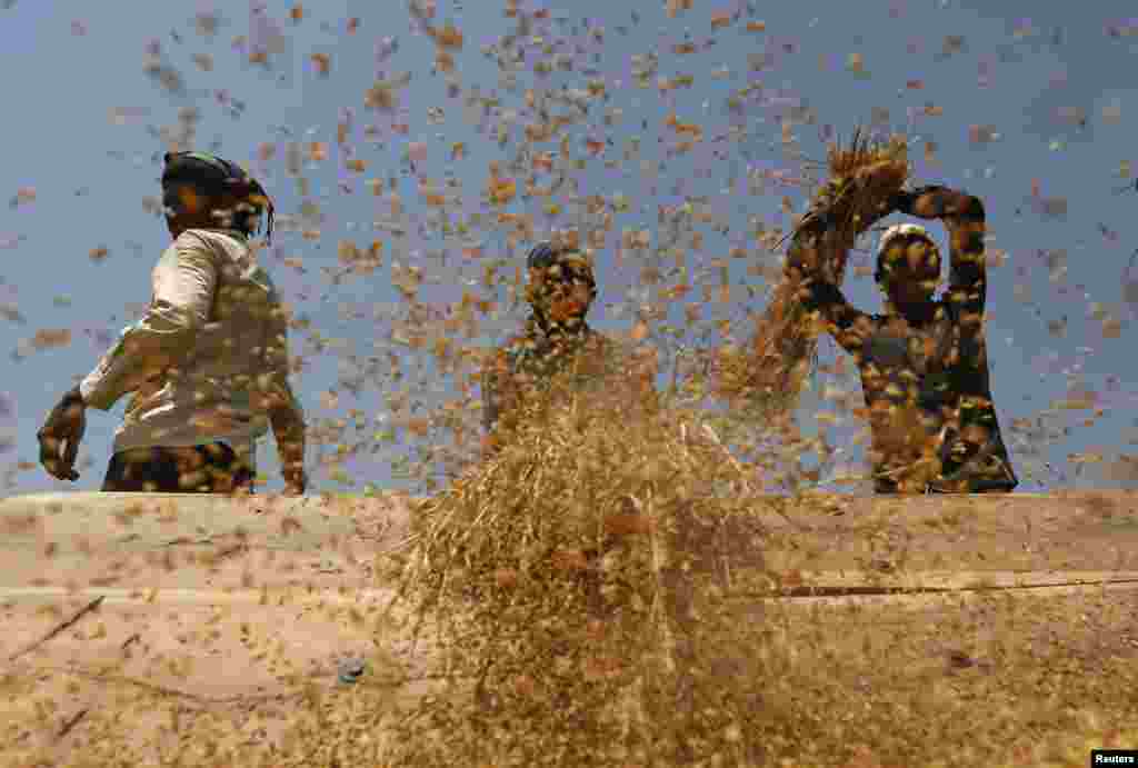 Laborers thrash paddy crop in a field on the outskirts of Ahmedabad, India.