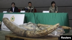 Customs and Excise Department officials address press conference following seizure of poached ivory, Hong Kong, November 16, 2012.