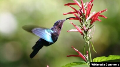 Burung Kolibri Datang Lebih Awal Suhu Di Amerika Utara Meningkat