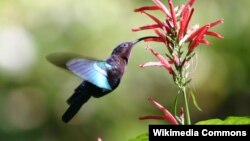 Burung Kolibri, burung kecil peminum madu bunga mulai tiba di Amerika bagian utara sejak tahun 1800-an (foto: dok). 