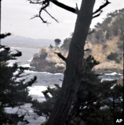 Point Lobos Underwater Reserve is one of nine protected marine areas along the California coast.