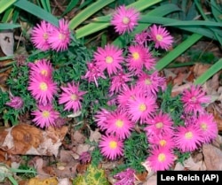 This undated photo shows New York asters (aster novae-belgii) in New Paltz, N.Y. Asters can be enjoyed in the garden as well as in the wild. (AP Photo/Lee Reich)