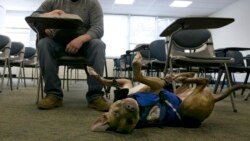 Quiz - Some U.S. Colleges Let Students Bring Animals to School