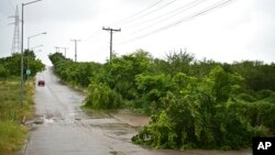 Hình ảnh bão Pamela làm cây đổ ở Mazatlan, Mexico, hôm 13/10.