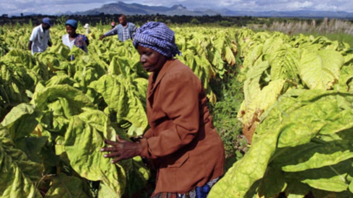 Beneficiaries of Zimbabwe Agrarian Reforms Struggling to Till Land
