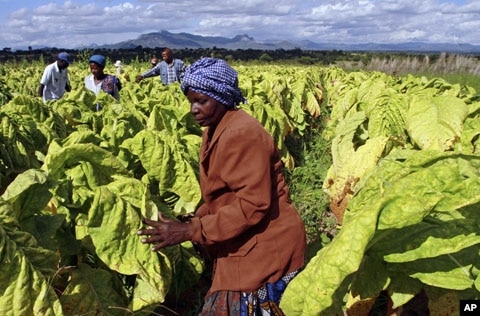 Zimbabwe Farmers Increasing Tobacco Production on Seized Land