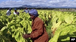 Farm workers harvest tobacco leaves at Nyamzura Farm in Odzi, about 200 kilometers east of capital city Harare, Zimbabwe, February 18, 2011