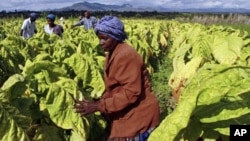 FILE: Farm workers harvest tobacco leaves at Nyamzura Farm in Odzi, about 200 kilometers east of capital city Harare, Zimbabwe, February 18, 2011