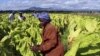 The farm has a tobacco crop worth over $360,000.