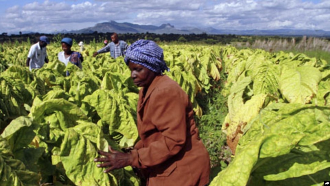 Zimbabwe Farmers Increasing Tobacco Production on Seized Land