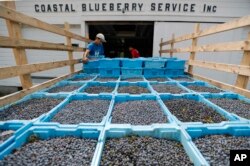 Sam Bentzinger, left, and Jake Bentzinger unload freshly picked wild blueberries at the Coastal Blueberry Service in Union, Maine, Aug. 24, 2018.