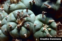 Lophophora williamsii, more commonly known as peyote, which grows in the wild in southern Texas and Mexico.