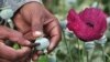 Seorang pria mengambil getah poppy, yang kemudian digunakan untuk membuat opium. (Foto: dok.)