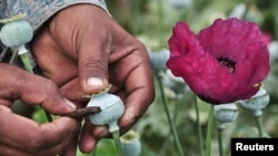 FILE - A man lances a poppy bulb to extract the sap, which will be used to make opium.