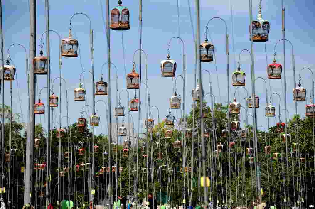 Birds sit in their cages during a bird-singing contest in Thailand&#39;s southern province of Narathiwat.