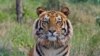 印度保護老虎保育區 將村落遷移