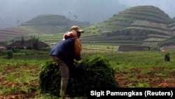 Seorang petani memanen wortel di ladang dekat hutan lindung di Gunung Welirang di Malang, Jawa Timur (foto: ilustrasi). IUCN melaporkan bahwa 38 persen pepohonan dunia berisiko punah.