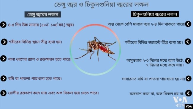 ডেঙ্গুর সাথে চিকুনগুনিয়ার লক্ষণের পার্থক্য