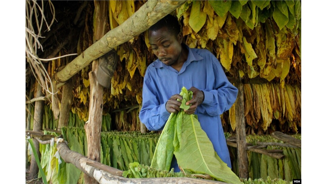 what causes tobacco mosaic virus Tobacco Mosaic Disease (TMV)
