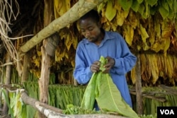 Fred Asaba works in a tobacco drying shed outside Kikoboza, Western Uganda, July 3, 2014. (H. Heuler/VOA News)